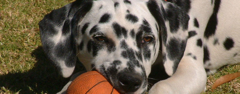 Dalmation.jpg