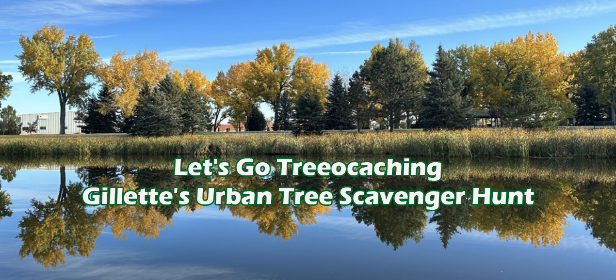 Let's Go Treeocaching - Gillette's Urban Tree Scavenger Hunt